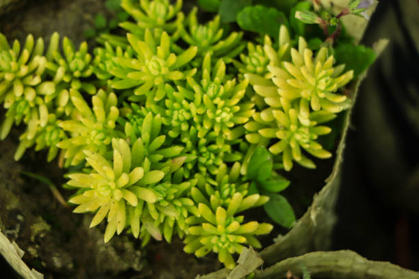 SEDUM - ANGELINA