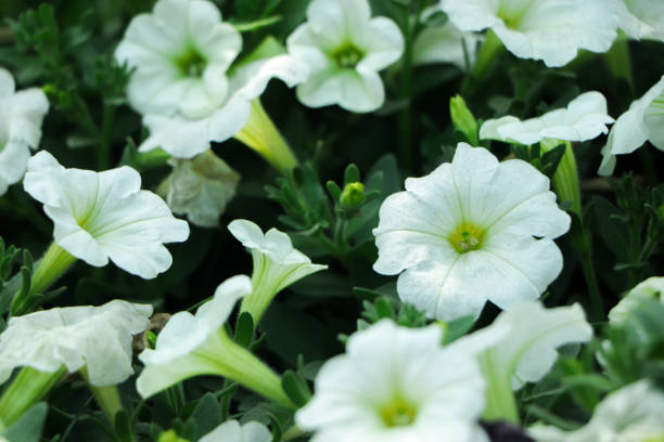 PÉTUNIA EASY WAVE - WHITE