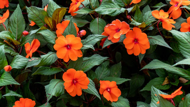 IMPATIENS NOUVELLE GUINÉE - ORANGE