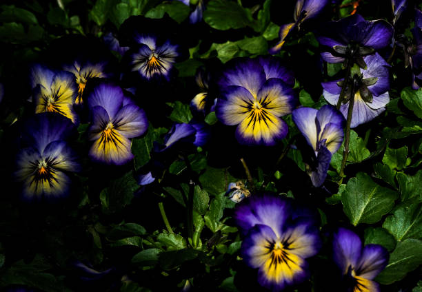 PENSÉE - MIDNIGHT GLOW