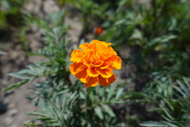 MARIGOLD DOUBLE - ORANGE