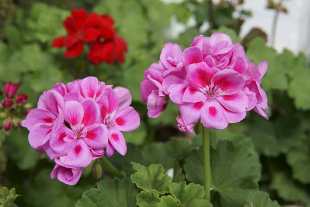 GÉRANIUM ZONAL - INDIGO NIGHT