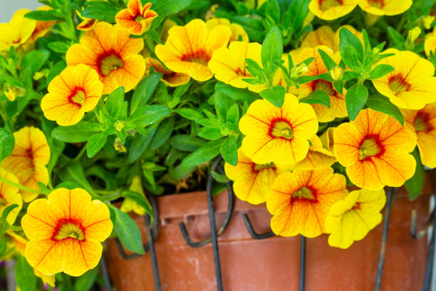 CALIBRACHOA - JAUNE