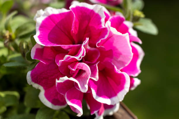 PÉTUNIA - CANNONBALL