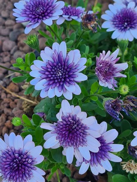 OSTEOSPERMUM 4D - BLUE ICE