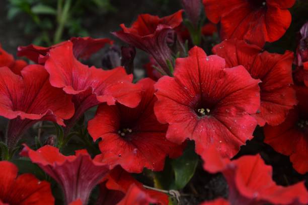 PÉTUNIA CASCADE - ROUGE