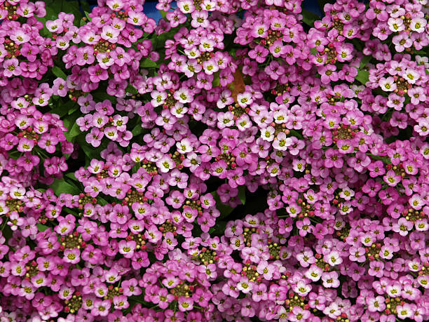 ALYSSUM ROSE