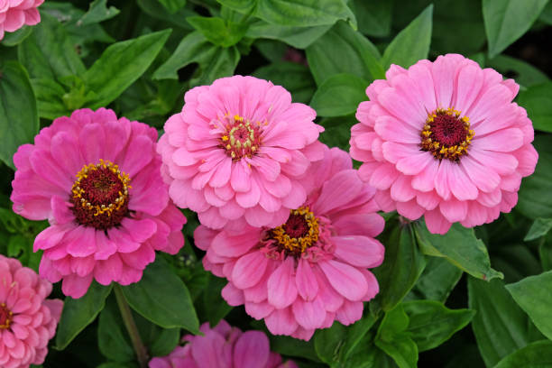 ZINNIA MAGELLAN - ROSE