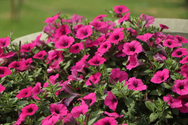 PÉTUNIA EASY WAVE - BERRY