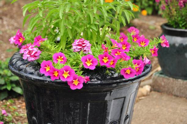 CALIBRACHOA - ROSE ETOILE
