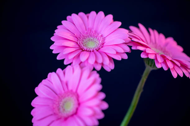 GERBERA - ROSE