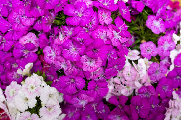 DIANTHUS VIOLET