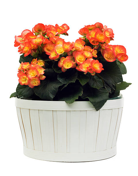 BEGONIA RIEGER - ORANGE