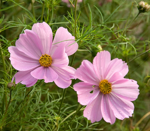 COSMOS SONATA - ROSE