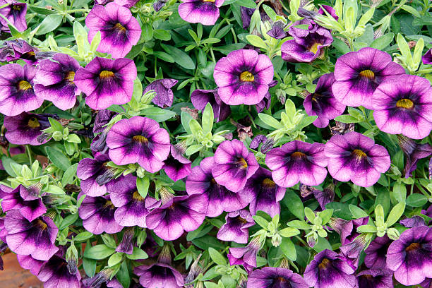 CALIBRACHOA - PURPLE