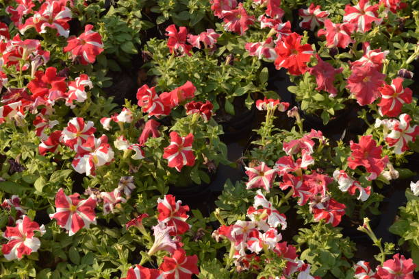 PÉTUNIA MULTI - ROUGE