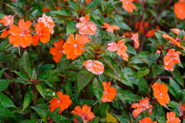 IMPATIENS BEACON - ORANGE
