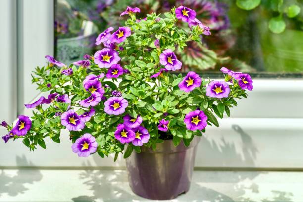 CALIBRACHOA - POURPRE ETOILE