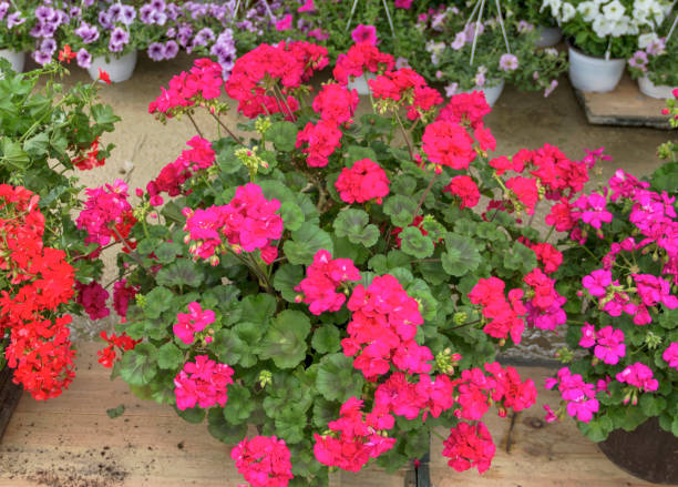 GERANIUM ZONAL - HOT PINK