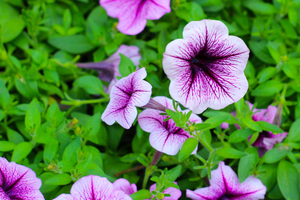 PÉTUNIA - SUPERTUNIA