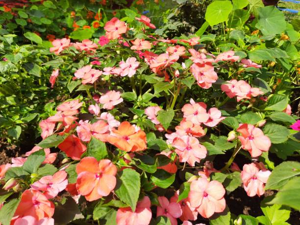 IMPATIENS BEACON - SAUMON