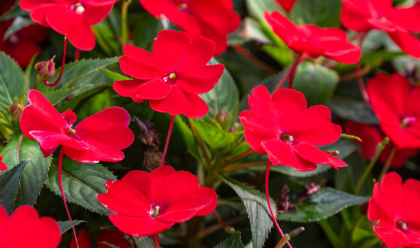 IMPATIENS SUNPATIENS - COMPACT RED