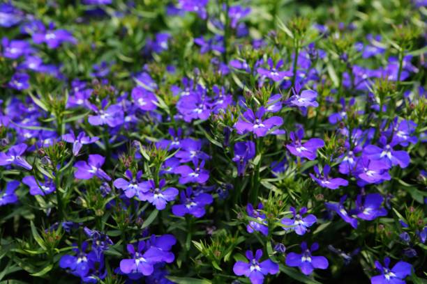 LOBELIA COURTE - BLEU FONCÉE