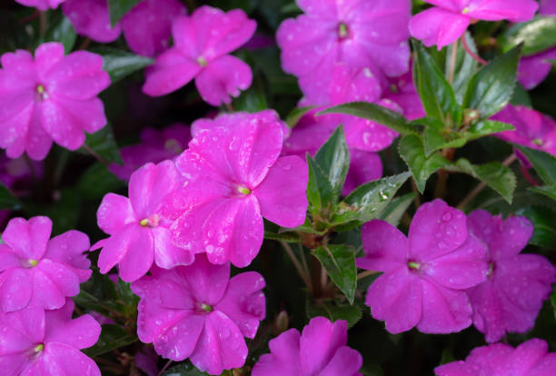 IMPATIENS BEACON - VIOLET