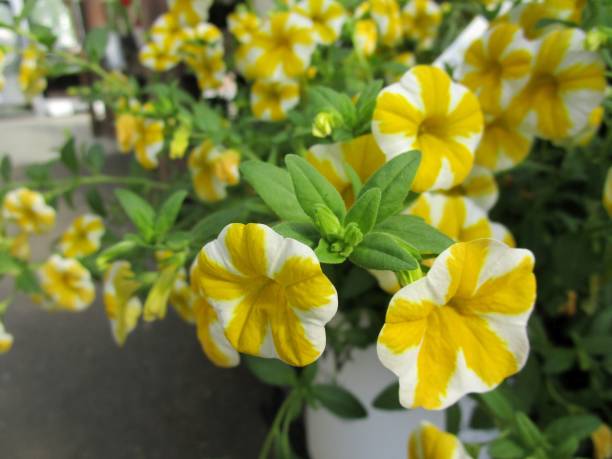 CALIBRACHOA - JAUNE ET BLANC