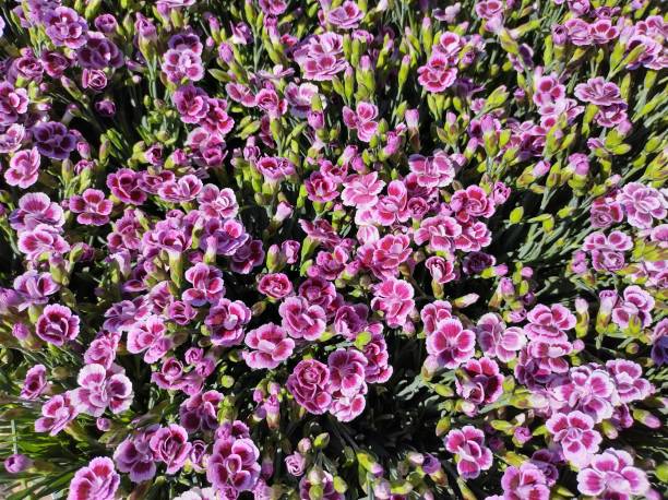 DIANTHUS - LAVENDER PICOTÉE
