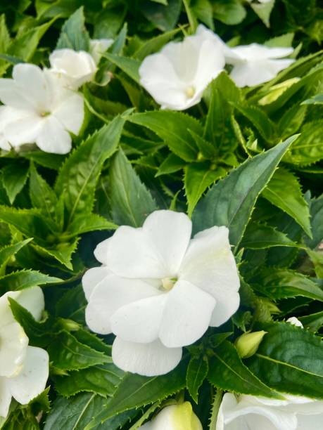 IMPATIENS BEACON - BLANC