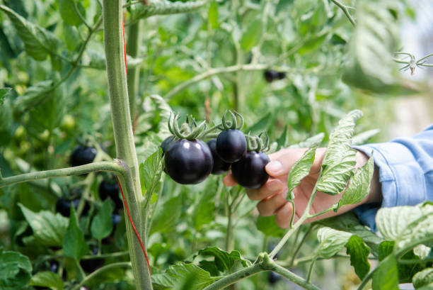 TOMATE - BLACK CHERRY