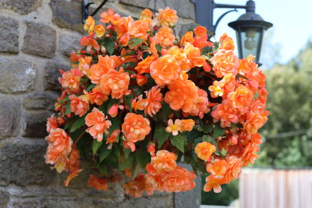 BEGONIA TUBEREUX - ORANGE