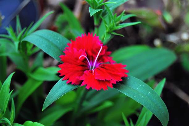 DIANTHUS ROUGE