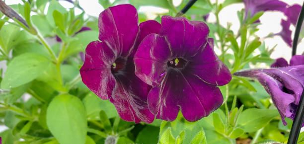 PÉTUNIA SIMPLE - PLUM