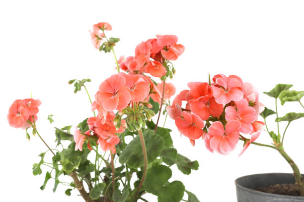 GERANIUM ZONAL - CORAIL