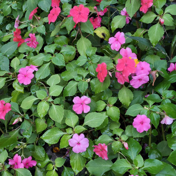 IMPATIENS BEACON - ROSE