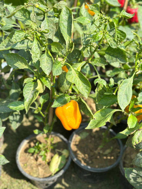 PIMENT - JAUNE GOLDEN BELL