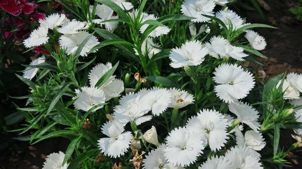 DIANTHUS BLANC