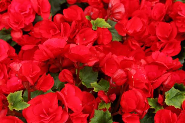 BEGONIA ROUGE