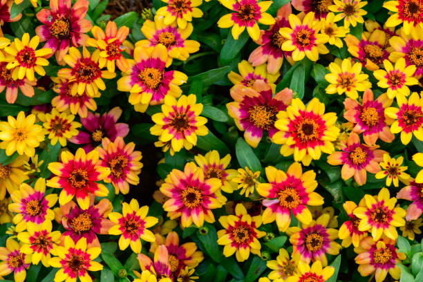 ZINNIA PROFUSION - RED YELLOW