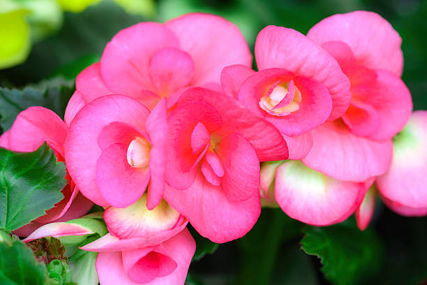 BEGONIA ROSE