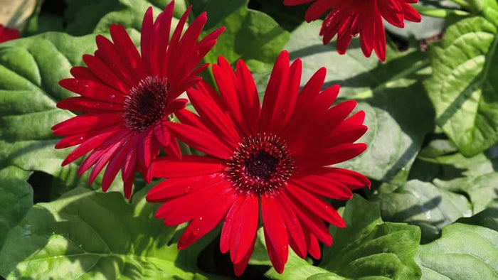 GERBERA - ROUGE