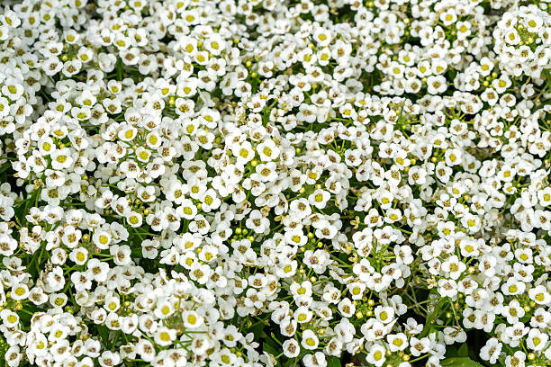 ALYSSUM BLANC