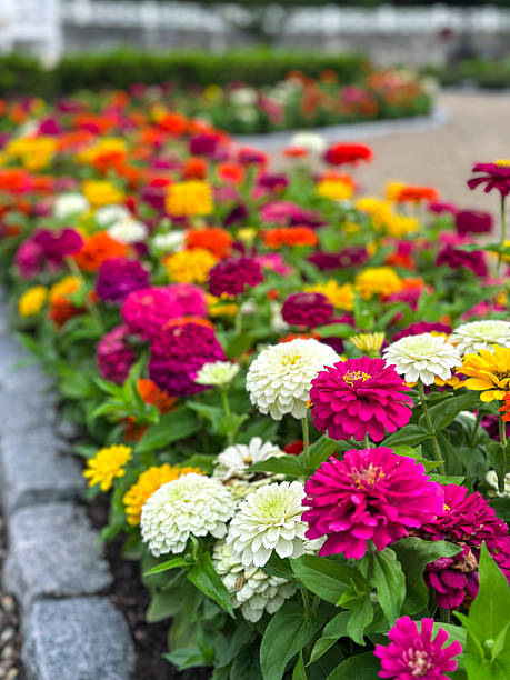 ZINNIA MAGELLAN - MÉLANGE