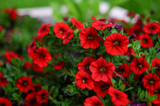 CALIBRACHOA - ROUGE