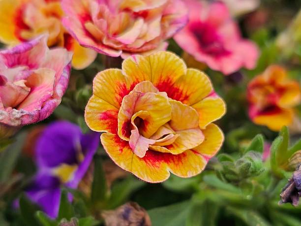 CALIBRACHOA - DOUBLE CHAMELEON