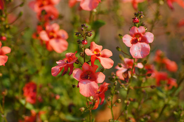 DIASCIA - ORANGE