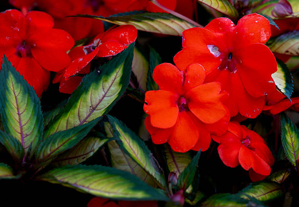 IMPATIENS NOUVELLE GUINÉE - ROUGE
