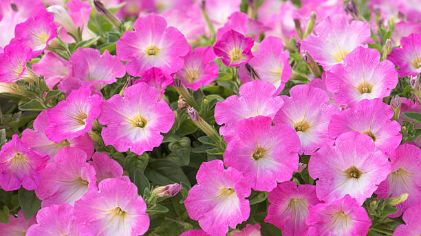 PÉTUNIA CAPELLA - PINK MORN